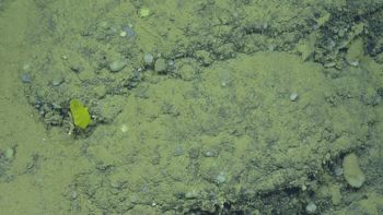 Media type: image;   Invertebrate Zoology 153114 Description: live specimen;